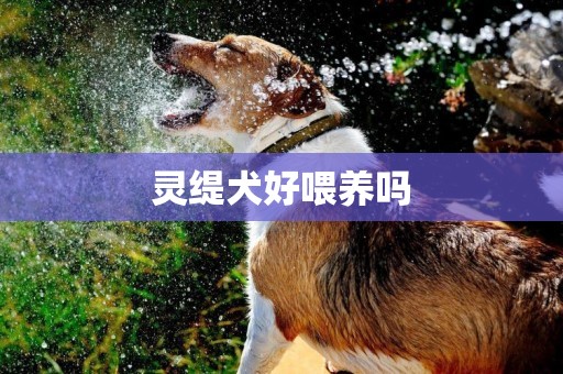 靈緹犬好喂養嗎