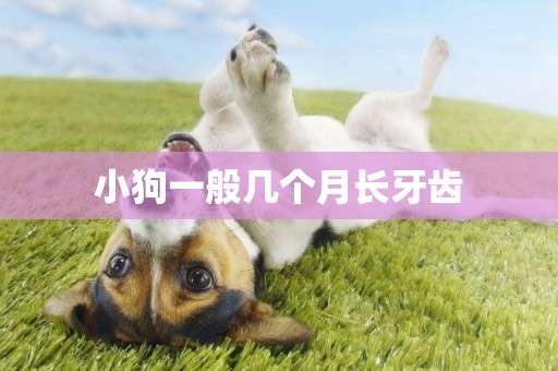 小狗一般幾個月長牙齒