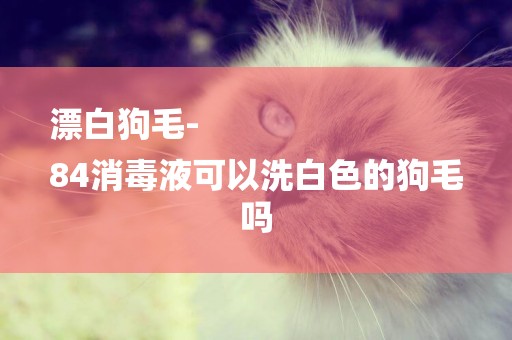 漂白狗毛-
84消毒液可以洗白色的狗毛嗎