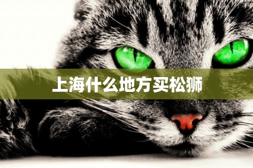 上海什么地方買松獅