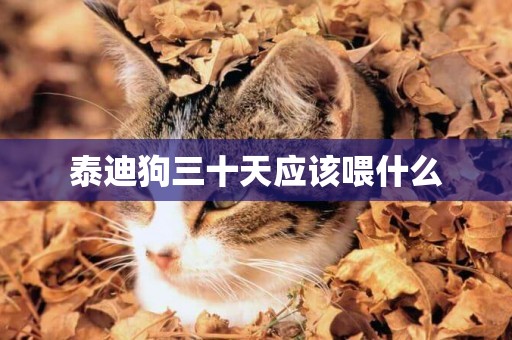 泰迪狗三十天應該喂什么