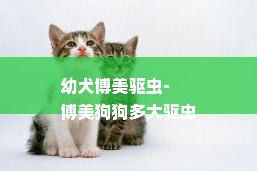 幼犬博美驅蟲-
博美狗狗多大驅蟲