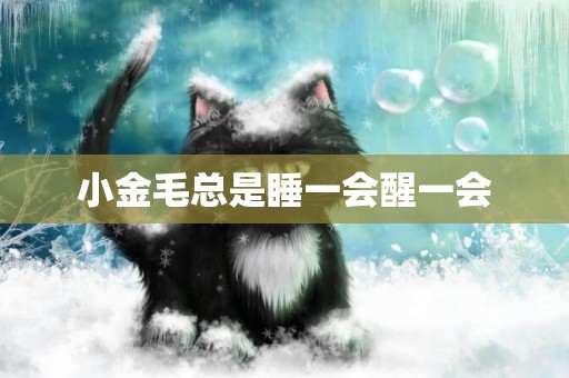 小金毛總是睡一會醒一會