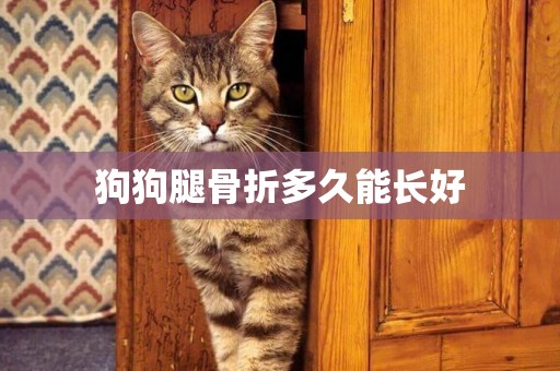 狗狗腿骨折多久能長好