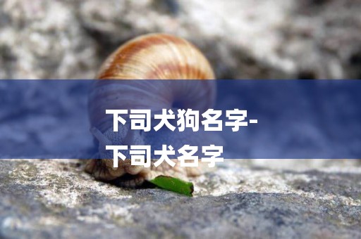 下司犬狗名字-
下司犬名字