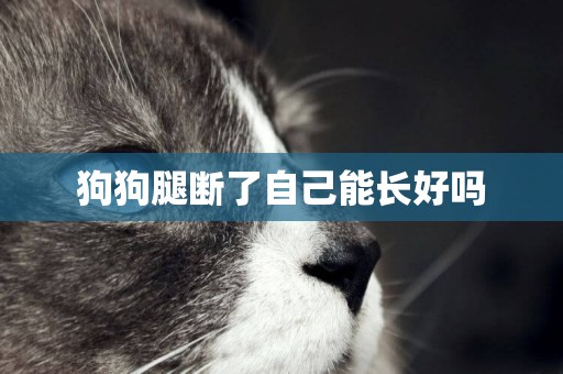 狗狗腿斷了自己能長好嗎