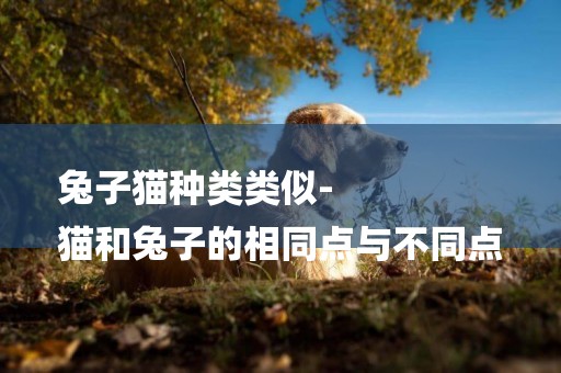 兔子貓種類類似-
貓和兔子的相同點與不同點