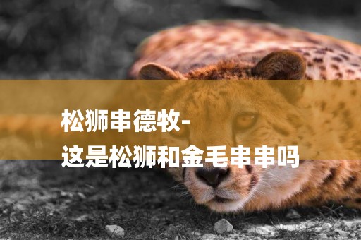 松獅串德牧-
這是松獅和金毛串串嗎