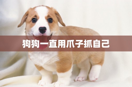 狗狗一直用爪子抓自己