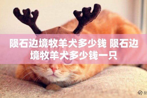 隕石邊境牧羊犬多少錢 隕石邊境牧羊犬多少錢一只