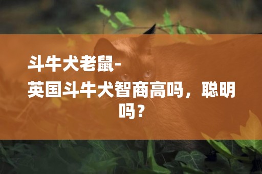 斗牛犬老鼠-
英國斗牛犬智商高嗎，聰明嗎？