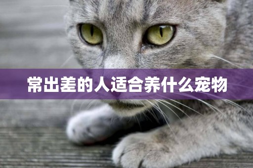 常出差的人適合養什么寵物