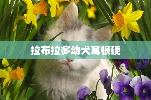 拉布拉多幼犬耳根硬