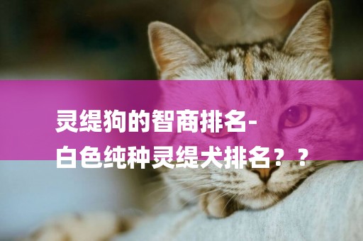 靈緹狗的智商排名-
白色純種靈緹犬排名？？