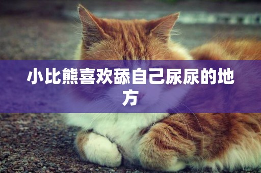 小比熊喜歡舔自己尿尿的地方
