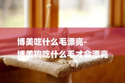 博美吃什么毛漂亮-
博美狗吃什么毛才會漂亮