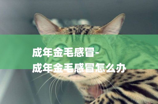 成年金毛感冒-
成年金毛感冒怎么辦