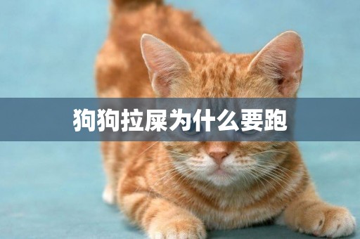 狗狗拉屎為什么要跑