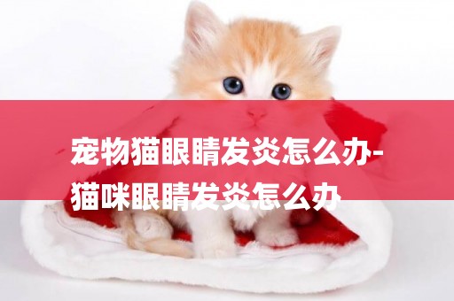 寵物貓眼睛發炎怎么辦-
貓咪眼睛發炎怎么辦