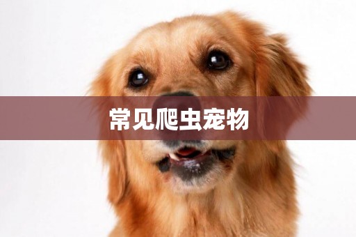 常見爬蟲寵物