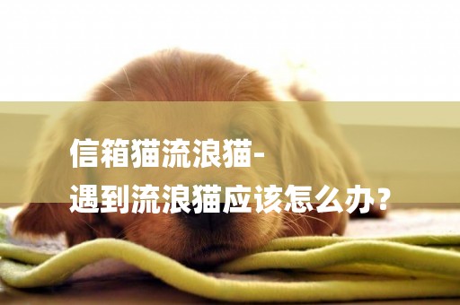 信箱貓流浪貓-
遇到流浪貓應該怎么辦？
