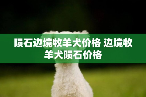 隕石邊境牧羊犬價格 邊境牧羊犬隕石價格