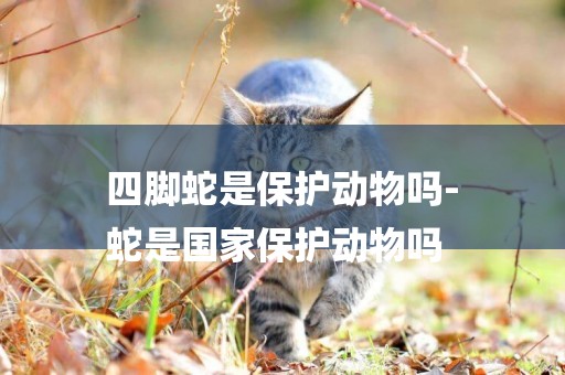 四腳蛇是保護動物嗎-
蛇是國家保護動物嗎