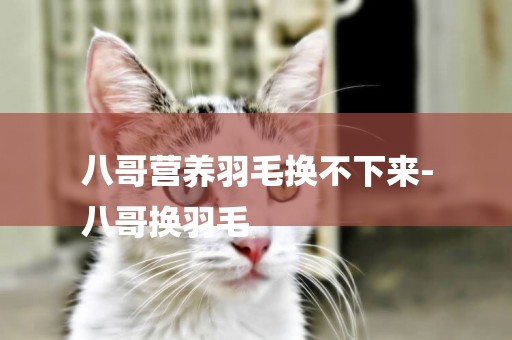 八哥營養羽毛換不下來-
八哥換羽毛