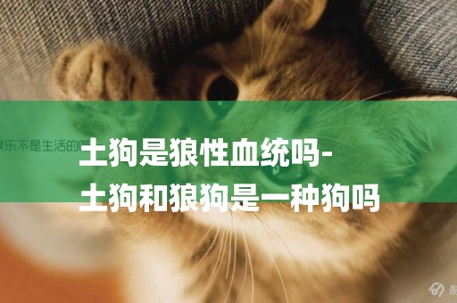 土狗是狼性血統嗎-
土狗和狼狗是一種狗嗎