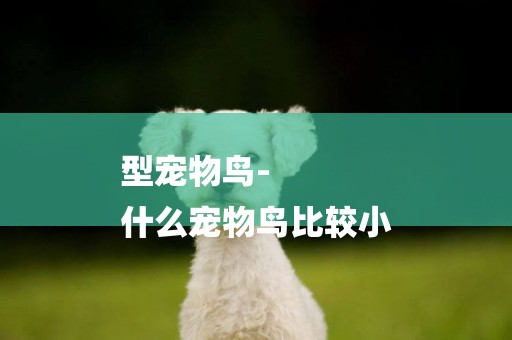 型寵物鳥-
什么寵物鳥比較小