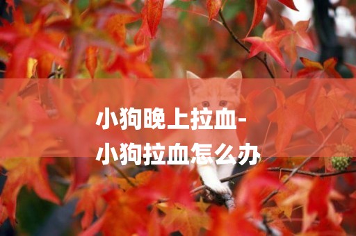 小狗晚上拉血-
小狗拉血怎么辦