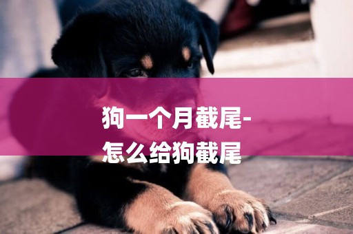 狗一個月截尾-
怎么給狗截尾