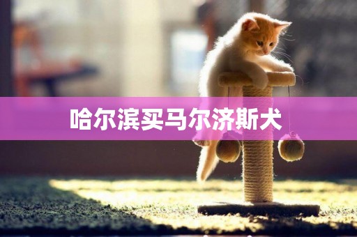 哈爾濱買馬爾濟斯犬 
