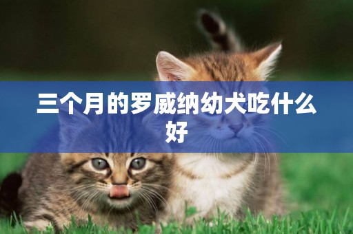 三個月的羅威納幼犬吃什么好