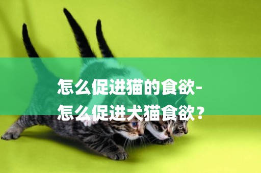 怎么促進貓的食欲-
怎么促進犬貓食欲？