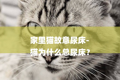家里貓故意尿床-
貓為什么總尿床？