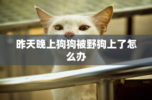 昨天晚上狗狗被野狗上了怎么辦