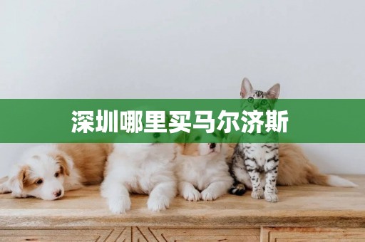 深圳哪里買馬爾濟斯 