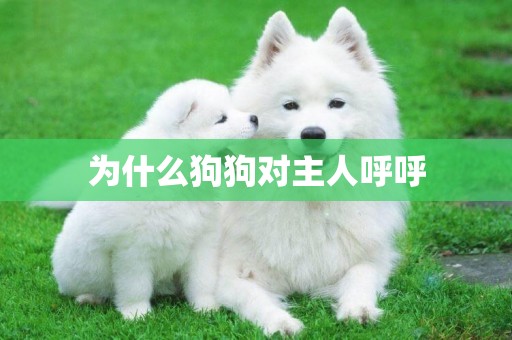 為什么狗狗對主人呼呼