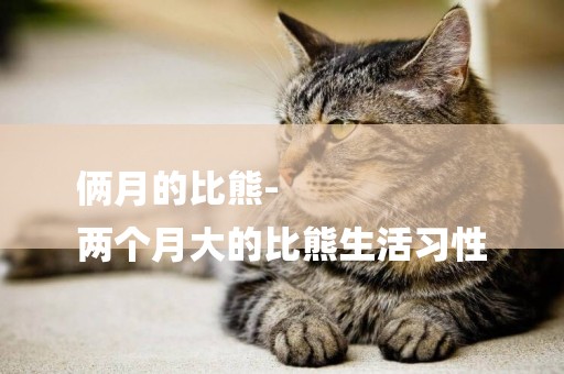 倆月的比熊-
兩個月大的比熊生活習性