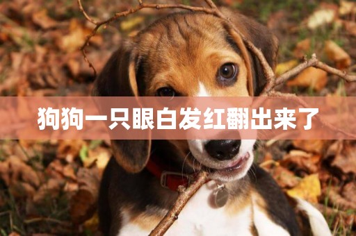 狗狗一只眼白發紅翻出來了