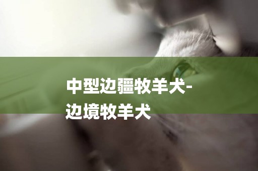 中型邊疆牧羊犬-
邊境牧羊犬