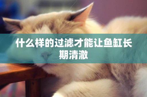 什么樣的過濾才能讓魚缸長期清澈