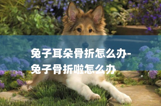 兔子耳朵骨折怎么辦-
兔子骨折啦怎么辦