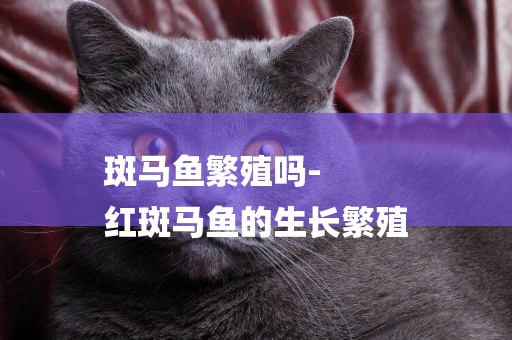 斑馬魚繁殖嗎-
紅斑馬魚的生長繁殖