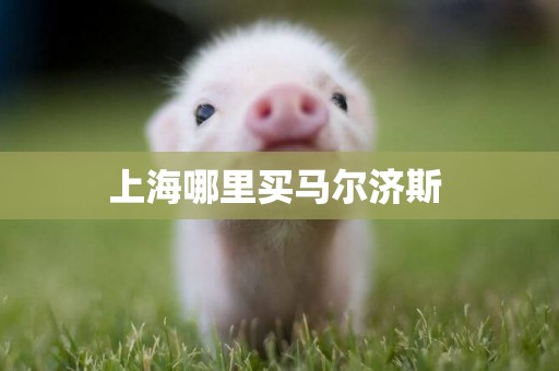 上海哪里買馬爾濟斯 