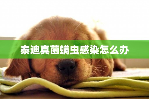 泰迪真菌螨蟲感染怎么辦