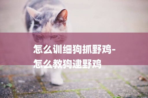 怎么訓細狗抓野雞-
怎么教狗逮野雞