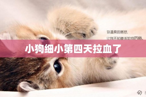 小狗細小第四天拉血了