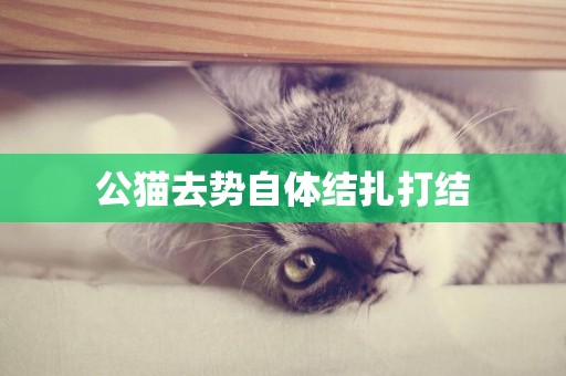 公貓去勢自體結扎打結
